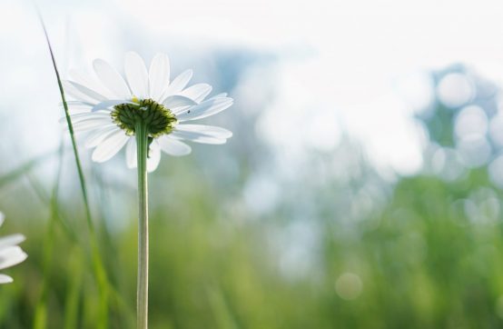White daisy